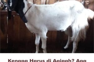 hikmah aqiqah dalam islam