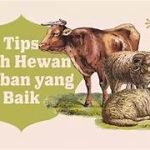 Tips Memilih Hewan Kurban Sesuai Syariat