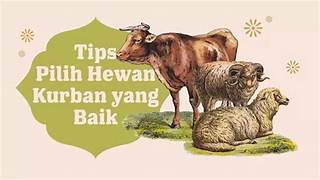 Tips Memilih Hewan Kurban Sesuai Syariat