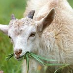 Panduan Memilih Hewan Qurban Sesuai Syariat Islam