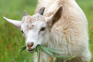 Panduan Memilih Hewan Qurban Sesuai Syariat Islam