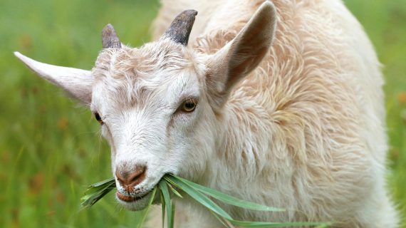 Panduan Memilih Hewan Qurban Sesuai Syariat Islam