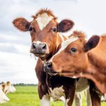 Adab dan Aturan Pembagian Daging Qurban Menurut Islam