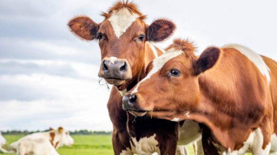 Adab dan Aturan Pembagian Daging Qurban Menurut Islam