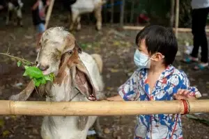 Mengajarkan Anak tentang Makna dan Hikmah Berkurban